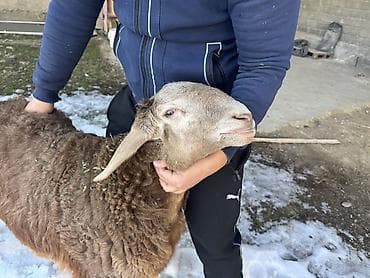 ит сатылат: Сатам | Кочкор (эркек) | Арашан | Көбөйтүү үчүн | Асыл тукумдуу, Жасалма жол менен боозутуу — 8