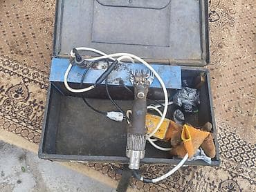 животные бишкек: Ассаляму алейкум Жигитер кой кыркам келишим баада Бишкек Чуй оронундо — 2