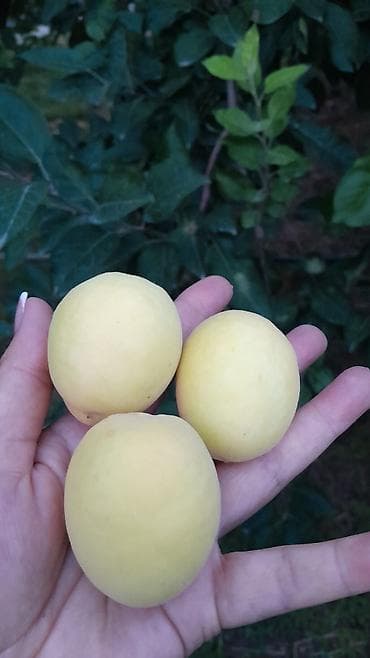 Азык-түлүктөр: Өрүктөр Королевский, Чекене — 1