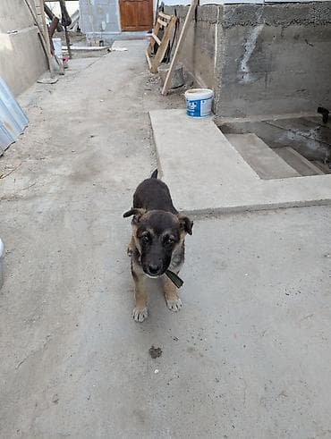 собаки пидбул: Немецкая овчарка, 2 месяца, Самка — 1