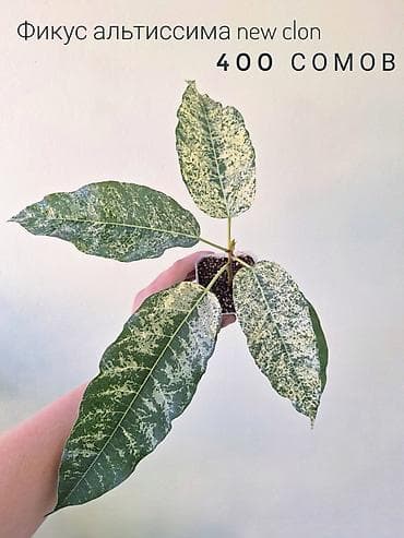 отдам даром комнатные цветы: 🌿 Комнатные растения/цветы (детки/молодые растения). 🪴 Названия и цены — 7