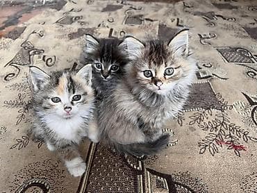 Отдам даром кошку: Кошка даром: Беспородная, 2 месяца, Мальчик — 2