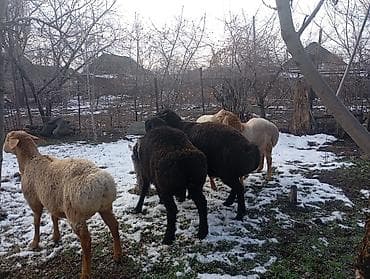 овц: Продаю | Баран (самец) | Гиссарская, Арашан | Для разведения — 4