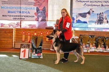 вязка немецкий овчарка: Восточноевропейская овчарка, 2 месяца, Самец, С родословной — 2