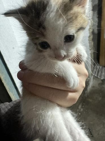кошка шотланская: Котёнок домашний, короткошёрстный, окраса белый с пятнами табби — 3