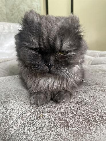 кот сфинкс: Шотландская вислоухая кошка, окрас дымчатый (графитовый). Пушистая — 5