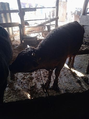 купить карликового кролика: Продаю | Бык (самец) | Швицкая | На откорм | Привязанные — 4