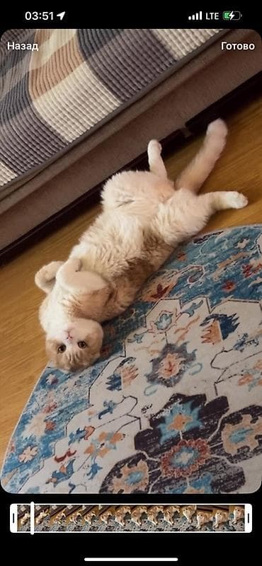 Мышык кууту: Скотиш Фолд (Шотландиялык шалпаң кулак), 1 жаш, Эркек, Кызгыл сары, Лотокко барууга үйрөтүлгөн, Курттардан тазаланган, Документтери менен — 1