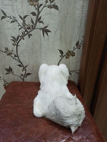 продажа породистых кошек: Вязка: Абиссинская, Мальчик, 2 года, Серебристая шиншилла — 2