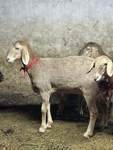 кой сойу: Продаю | Овца (самка) — 5