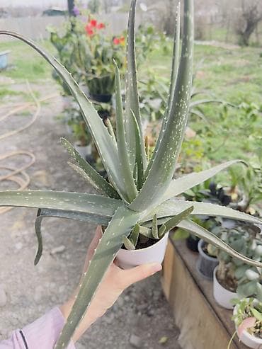 цветы бальзамин: Комнатные растения в горшках. - Эухарис (амазонская лилия): крупный — 3