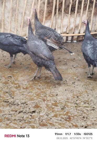 сколько стоит бенгальская кошка: Продаю | Индюк (самец) | Черный принц | Для разведения — 3