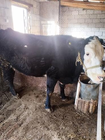 Продаю | Корова (самка) | Племенные