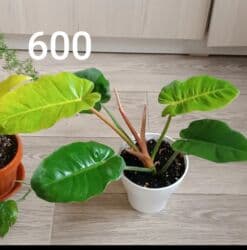 Комнатные домашние адаптированные, ухоженные, цветы, филодендроны at lalafo.kg Комнатные домашние адаптированные, ухоженные, цветы, филодендроны