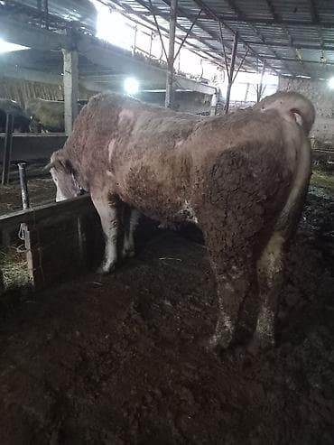 Ветеринар кызматы: Сатам | Бука (эркек) | Симментал | Бордоп семиртүү үчүн, Союуга, Көбөйтүү үчүн — 3