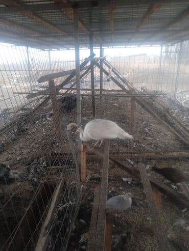 Зоотовары: Павлины (в том числе белый павлин) в вольере - Домашняя декоративная — 2