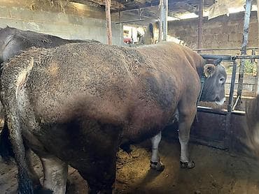 отель для собак: Продаю | Бык (самец) | Привязанные — 1