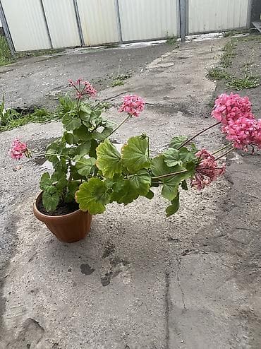 себет нан: Комнатные цветы в горшках — любые по 300 сом. В наличии: - Пеларгонии — 3
