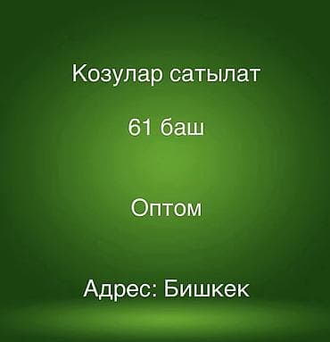 кукуруза ивановка: Продаю | Козлёнок | Для разведения — 1