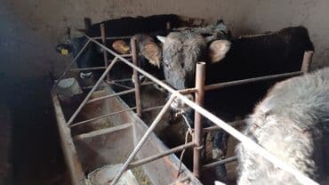 французкий бульдог цена: Продаю | Бык (самец) | На откорм | Привязанные — 2