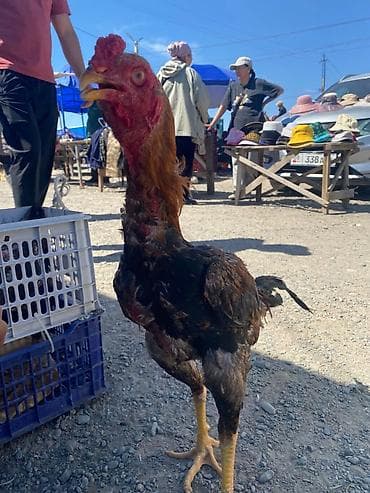 уй сатып алам бишкек: Сатам | Короздор | Тебиштирүүчү | Көбөйтүү үчүн — 3