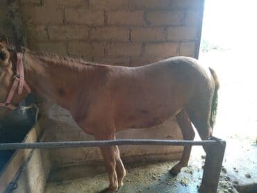 купить собаку чихуахуа: Сатам | Бээ (ургаачы) | Көбөйтүү үчүн | Мерин — 2