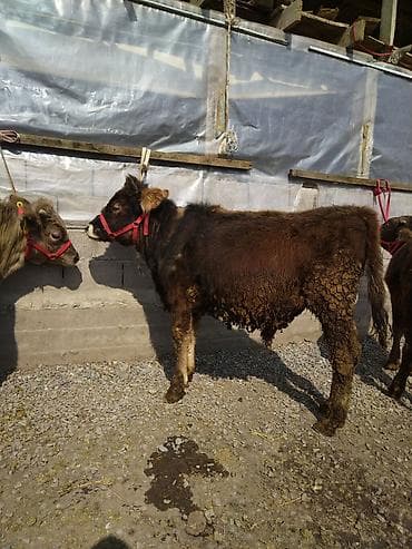 Баран, овца: Продаю | Тёлка | Полукровка | На откорм | Привязанные — 2