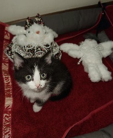 Мышыктар: Мышык бекер берилет: Породасыз, 3 айлык, Ургаачы, Лотокко барууга үйрөтүлгөн — 2