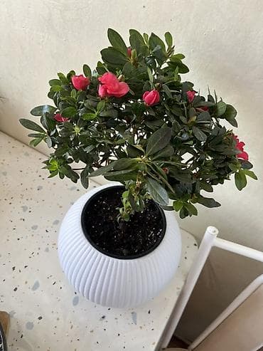 лимон комнатный: Комнатные растения в декоративных горшках - Азалия с махровыми — 1