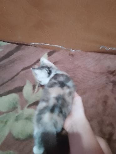 Скотиш Страйт (Шотландская прямоухая), 1 месяц, Девочка, Приучена к лотку — 1