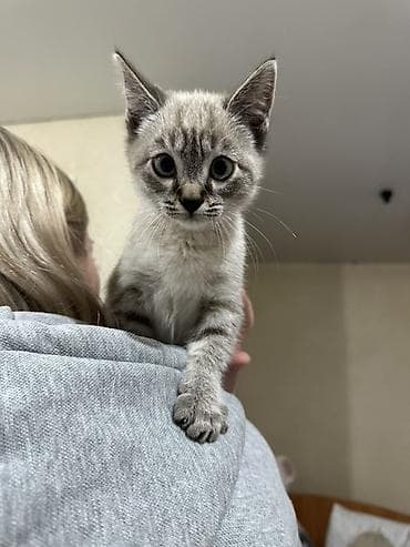 Отдам котенкапроглистован, блох нету,здоровый котенок около 3.5