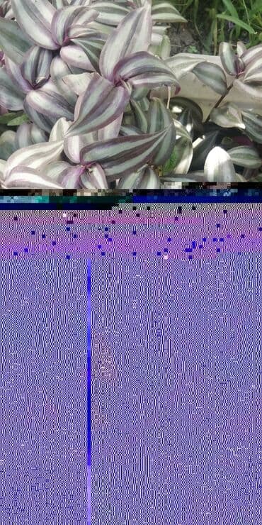 фитолампы для растений: Черенки цветка — 2