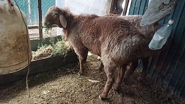 ош иттер: Сатам | Ургаачы кой (ургаачы) | Арашан | Көбөйтүү үчүн | Токту — 2