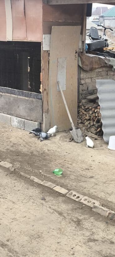 кот для вязки скоттиш страйт: Лётные игроки паара 1000с срочно — 2