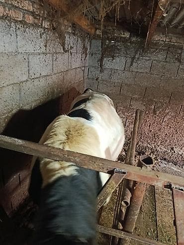 щвиц корова: Продаю | Бык (самец) | Привязанные — 2