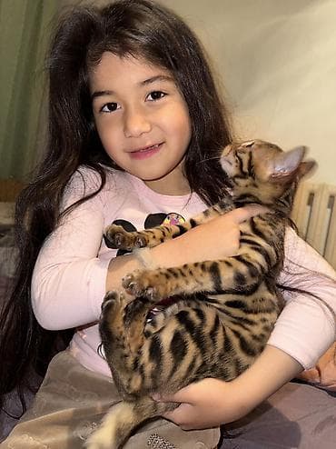 ориентал кошка: Бенгальская, 8 месяцев, Девочка — 3