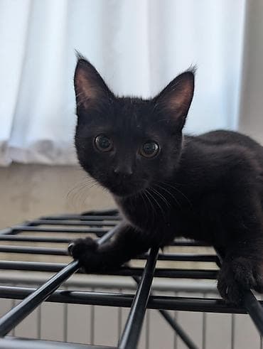 Каждому котёнку наполнитель в подарок отдадим. Даром Очаровательный