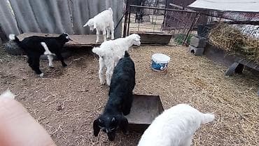 для молоко: Продаю | Козлёнок | Для разведения — 10