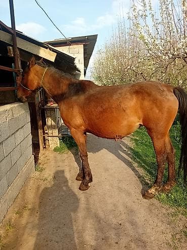 Продаю | Кобыла (самка) at lalafo.kg Продаю | Кобыла (самка)