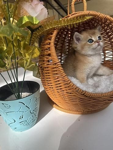 кошка шотланка: Скотиш Страйт (Шотландская прямоухая), 1 месяц, Девочка, Золотая шиншилла, Приучена к лотку, Проглистована, С документами — 2