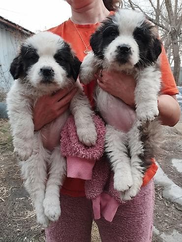 собака щпиц: Сенбернар, 1 месяц, Самка — 3