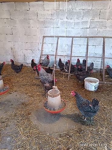 инкубатор несушка: Продаются молодые куры мясояичной породы плимутрок 24 курочки и 2 — 7