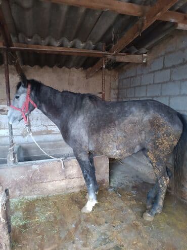 абиссинский кот: Продаю | Кобыла (самка) | Для разведения, Для молока, Рабочий — 3