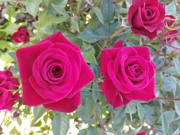 декоративные растения: Около 300 видов Саженцы садовых роз (разные сорта и окраски) - — 10