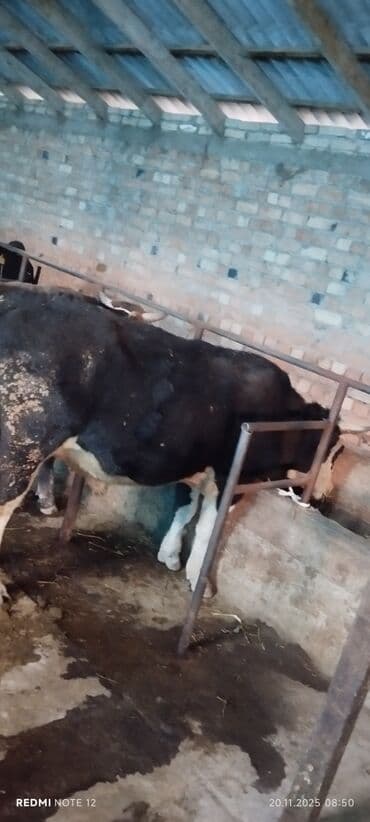 Грызуны: Продаю | Бык (самец) | На откорм | Не стельные — 1