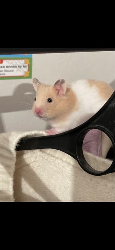 золотистая шиншилла: Отдаем вместе с клеткой кормом вместе с беговым колесом домиком — 8