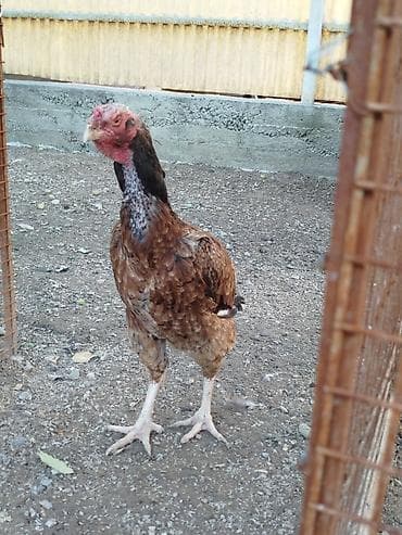 бара: Продаю | Куры — 3