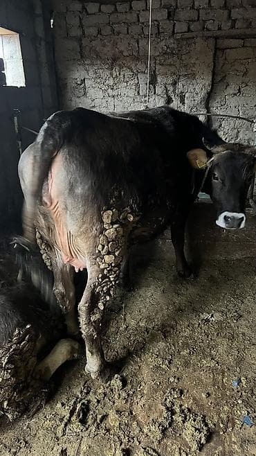 продаю карову: Продаю | Корова (самка) — 1