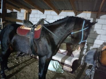 куда можно отдать собаку в бишкеке: Продаю | Конь (самец) | Полукровка | Конный спорт — 1