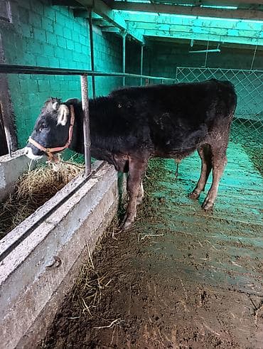 Лошади, кони: Продаю | Музоо, торпок | Швицкая | Искусственник — 5